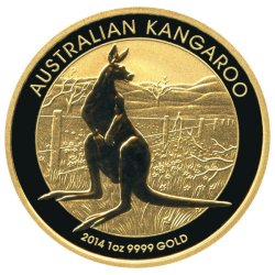 Australian Gold Kangaroo - 2014